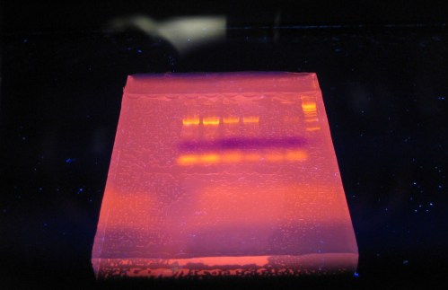 Electrophoresis Gel of PCR Reaction